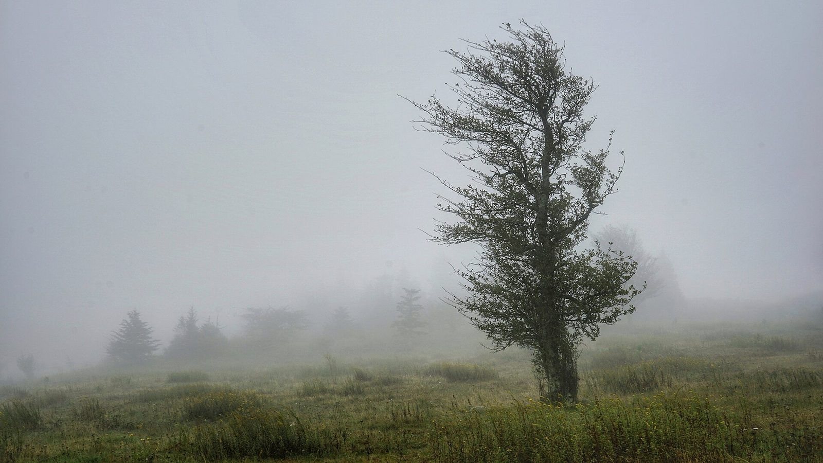 Grayson Highlands State Park