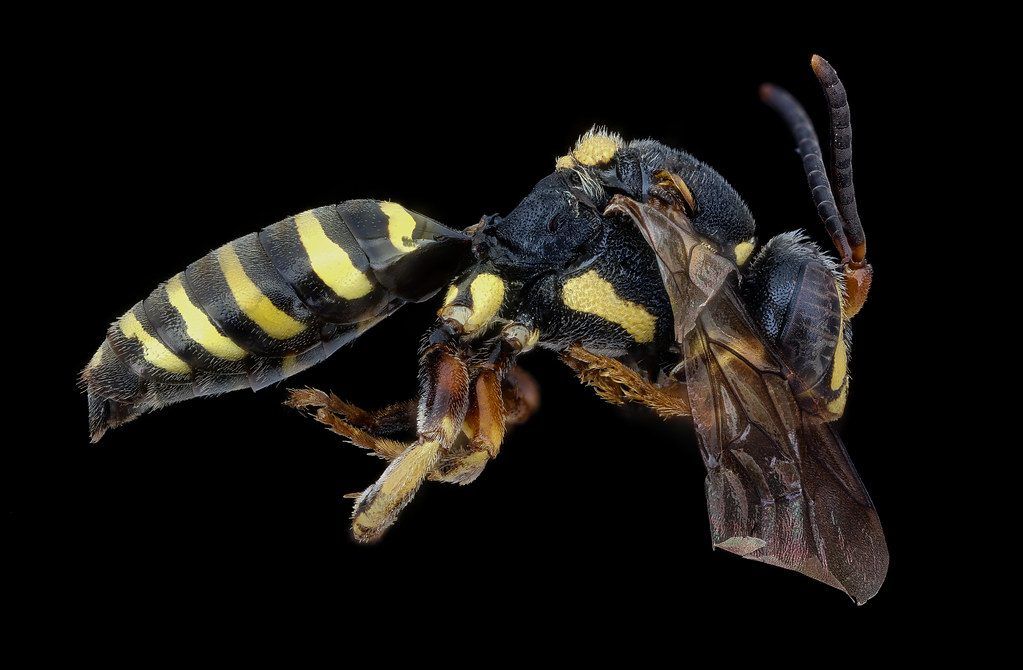 Nomada vincta, m, right, Wythe Co., Virginia 2020-08-18-17.27.22 ZS PMax UDR